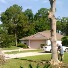 Jacksonville Tree Removal