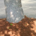 Jacksonville Mulching Tips