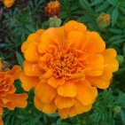 Jacksonville Garden Annuals