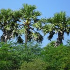 Jacksonville Tree Trimming