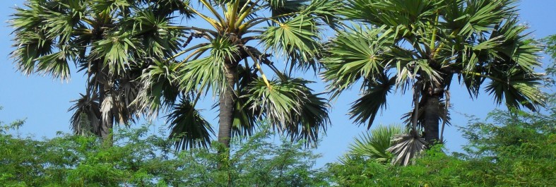 Jacksonville Tree Trimming